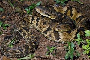 黄金猛鱼打得过森蚺吗，地球恐怖的十大蟒蛇