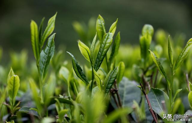 红茶是什么茶，什么是红茶