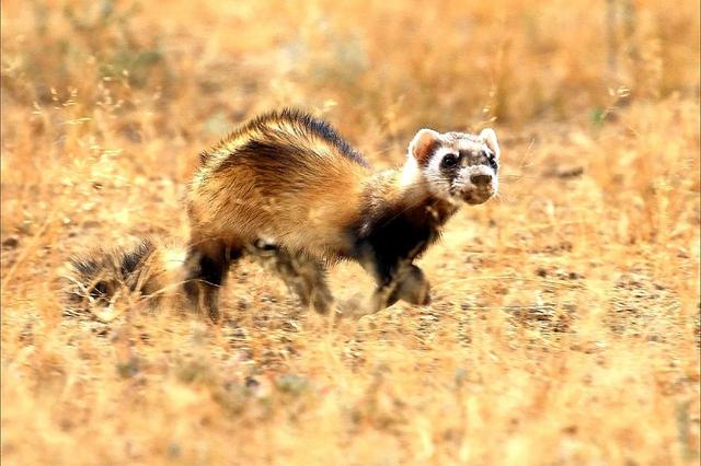 貂和黄鼠狼的区别，雪貂和黄鼠狼的区别（生物相册：黄鼠狼）