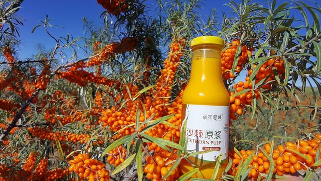 沙棘汁的功效与作用，沙棘原浆那么好