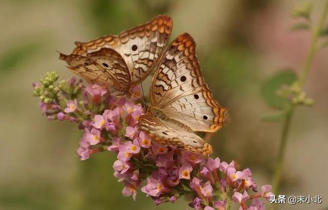 你嘴巴那么毒 心里一定特别苦，你嘴巴那么毒你男朋友有尿毒症吧（是一个人最大的恶意图片）