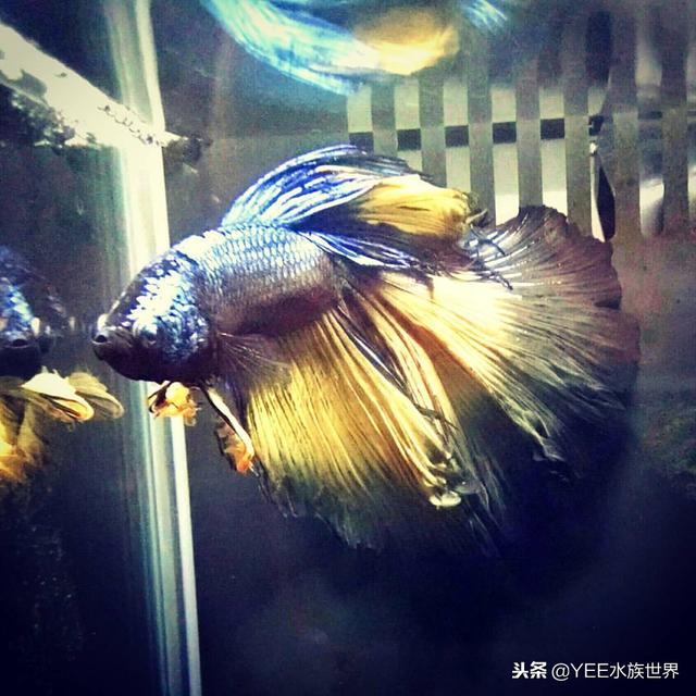 鱼拉白便一定是肠炎吗，鱼便白色就是肠炎吗（还好早学会了应对办法）