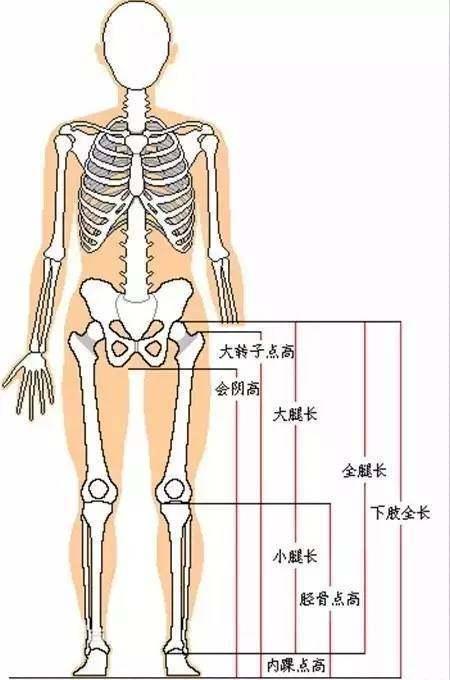 身高腿长对照表，各个身高的标准腿长（2019最新出炉身高腿长测量表）