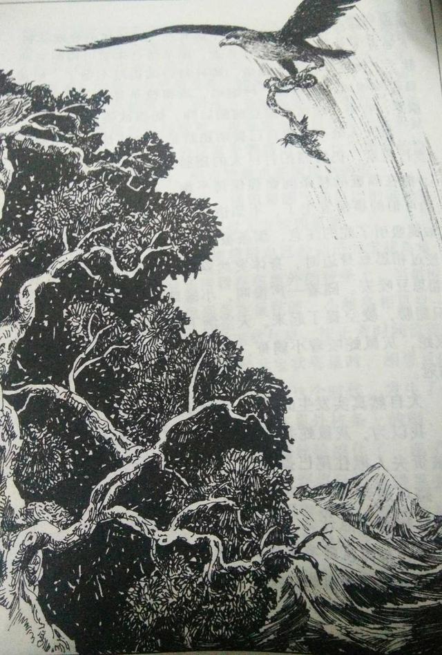 鸟奴好词好句好段，鸟奴好词好句好段摘抄（《鸟奴》：看的是鸟，说的是人）