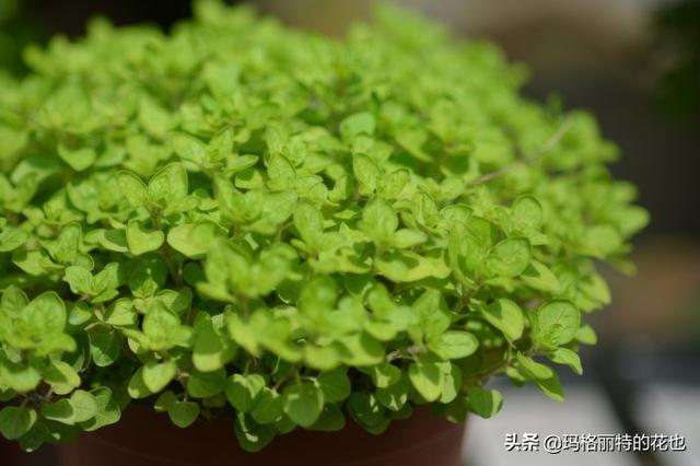 薰衣草如何过冬，薰衣草怎样过冬（西餐料理中常见的几种香草）