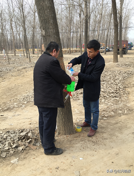 草鞋虫最怕什么，草鞋虫最怕什么药（“树虱子”被称“毁灭性害虫”）