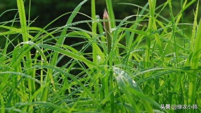 嗪草酮有什么特性，嗪草酮的合成工艺研究（掌握这些技巧可有效应对杂草）