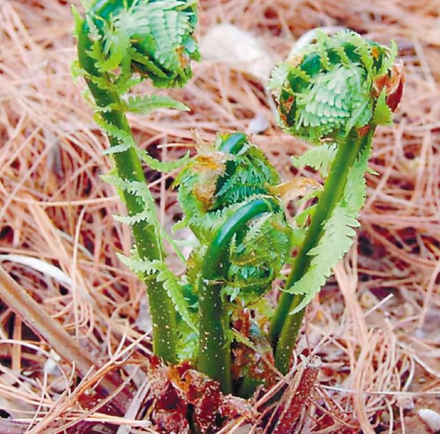 广东菜野菜图片