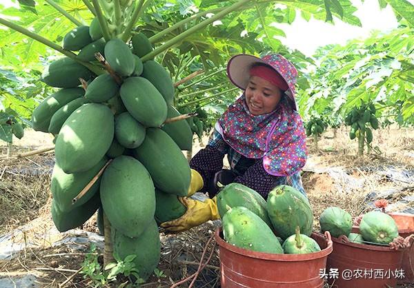 木瓜有什么作用，木爪真的可以丰胸吗（木瓜有什么功效作用）