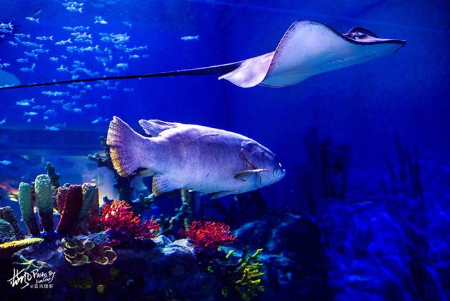 极地动物资料,极地动物世界(这些极地海洋鱼类太美了) 极地动物资料,极地动物世界(这些极地海洋鱼类太美了)