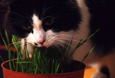 猫咪化毛膏的选择和使用，养猫新手知识导航（你的猫咪用过化毛膏么）