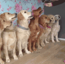 木糖醇的危害，木糖醇的功效与副作用（狗狗偷吃蛋糕后身亡）