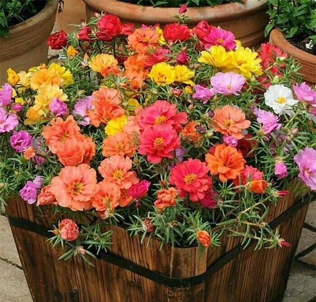 SuSu:一起种草莓来吗，微信头像，SuSu:一起种草莓来吗?【杂图】（花芽蹭蹭长满盆）