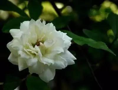 各种花的花语寓意及图片，各种花的花语寓意及图片欣赏（100种花的花语：养养眼）