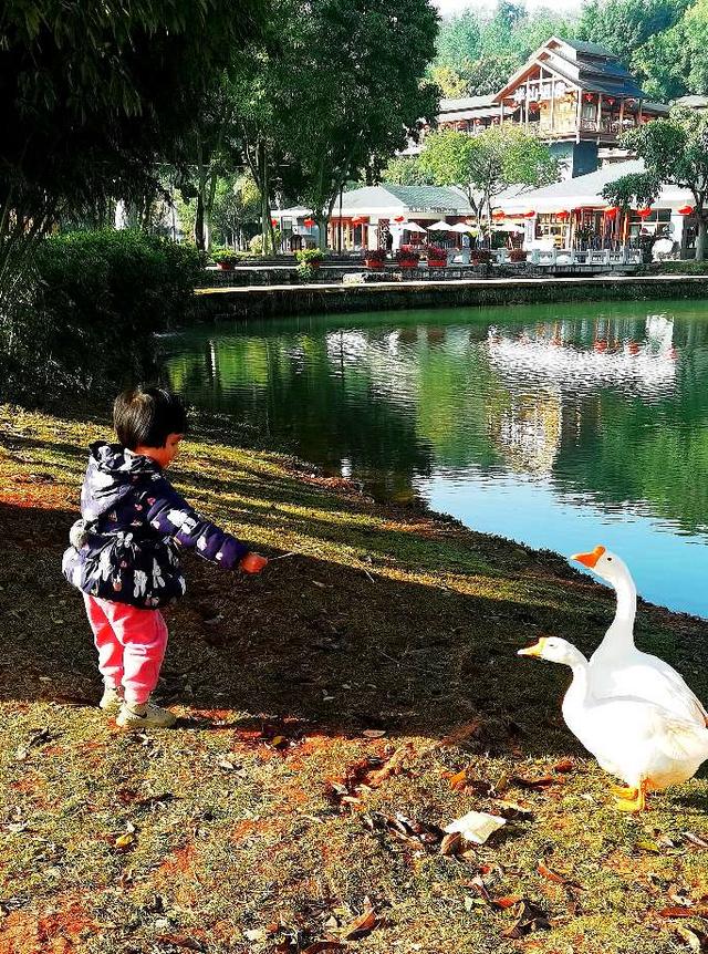云南弥勒旅游攻略，云南弥勒旅游攻略必（自驾云南——弥勒攻略之湖泉生态园慢病疗养圣地）