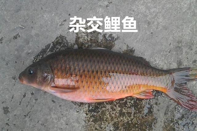 黄河鲤鱼亚种，“真”的黄河大鲤鱼究竟是个啥