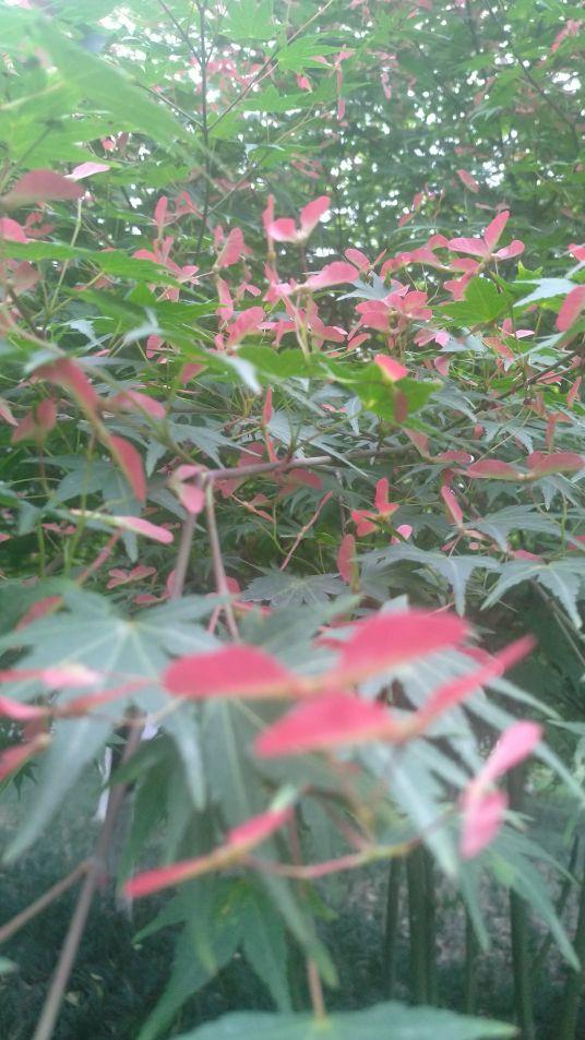 鸡爪槭，鸡爪槭果实长上翅膀（鸡爪槭树价格）