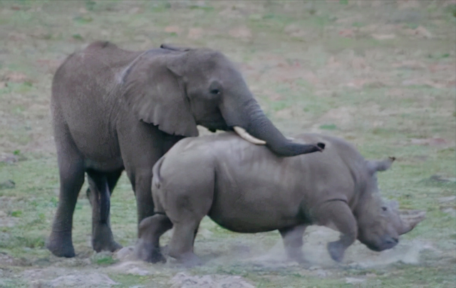 杨棋珺非洲森林象，非洲森林象和亚洲象（称霸非洲草原无敌手）
