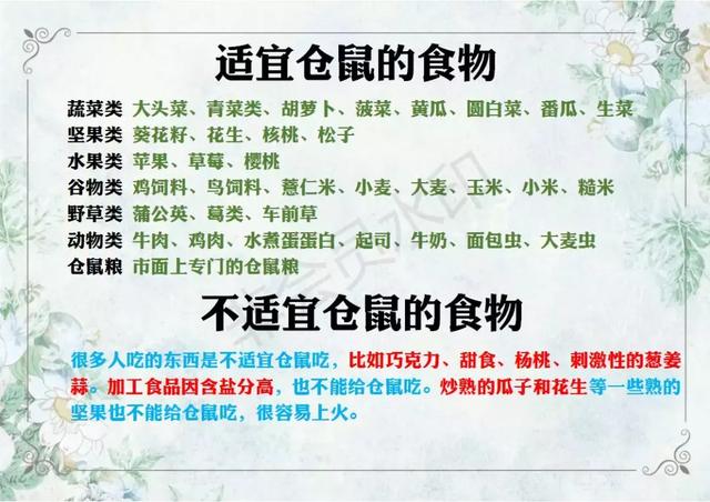 仓鼠的喂养方法，仓鼠一般怎么喂养（一本正经的仓鼠饲养指南）