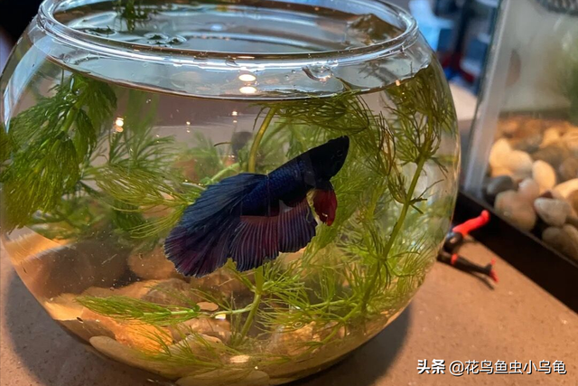 斗鱼吃什么，养出漂亮的斗鱼，实际上很简单（斗鱼吃什么食物最好）