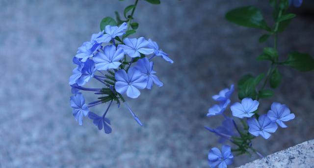 什么花是蓝色的,什么花是淡蓝色的(夏季种花就得选清凉花)