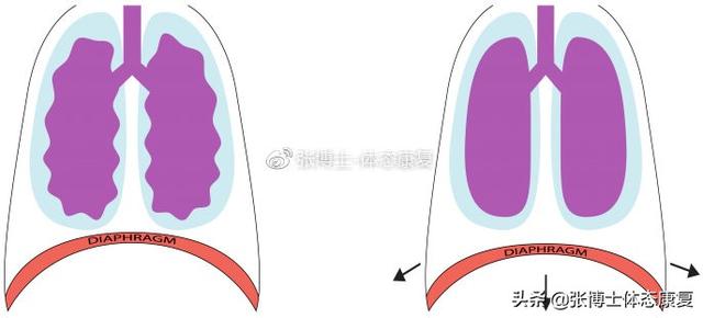 横膈膜呼吸法，横膈膜呼吸法有什么用（<膈式呼吸>对核心稳定性的影响）