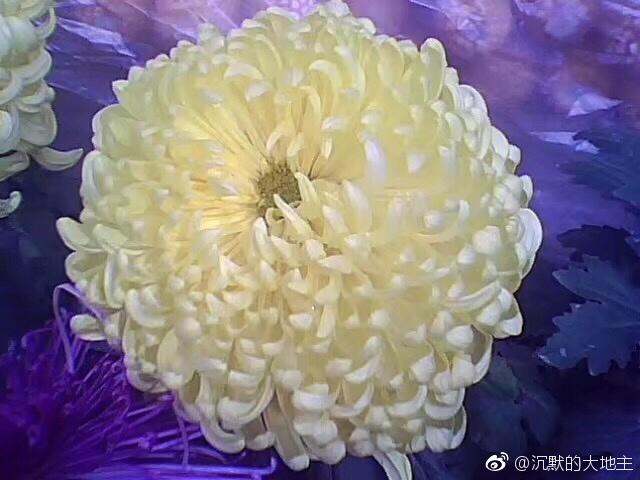 陶渊明为什么被称为靖节先生，陶渊明世称靖节先生是中国第一位什么诗人（这种陪伴陶渊明半生的花）