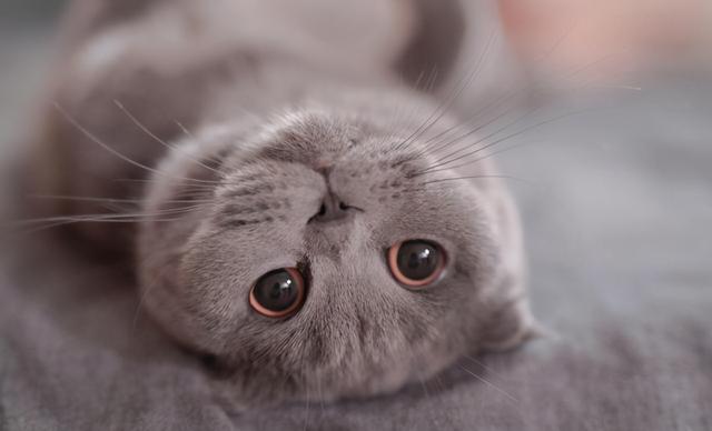 母猫应该绝育吗，它真的没有你想象的那么神奇