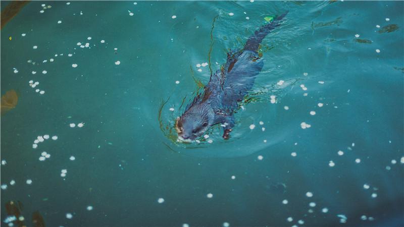 水獭是水鬼吗，水獭是落水鬼吗（好像是有做水猴子的潜质）