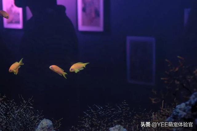 火龙鱼怎么养，火龙鱼怎么养视频（有故事的观赏鱼）