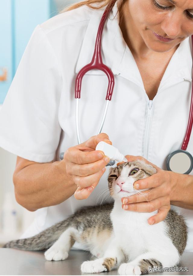 猫流眼泪怎么回事，猫咪有时候会流泪是怎么回事（猫咪流眼泪是因为“感动”而哭——关于猫流眼泪的真相）