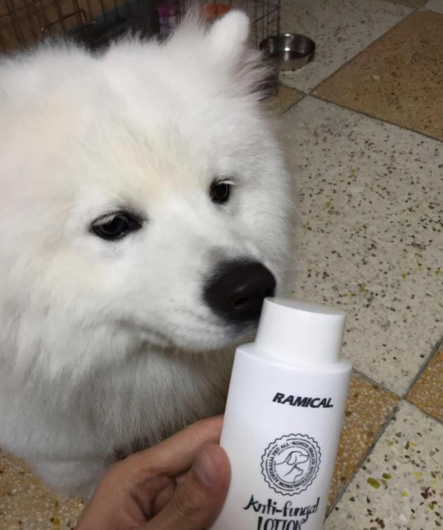 去除猫狗身上虱子跳蚤的简易方法，狗虱子跳蚤怎么去除（狗狗身上跳蚤严重）