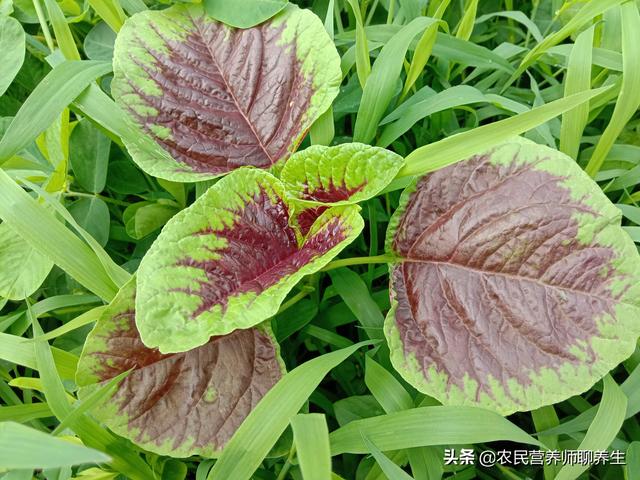 汉菜的作用和功效，汉菜的功效与作用（农村常见的苋菜为啥叫“长寿菜”）