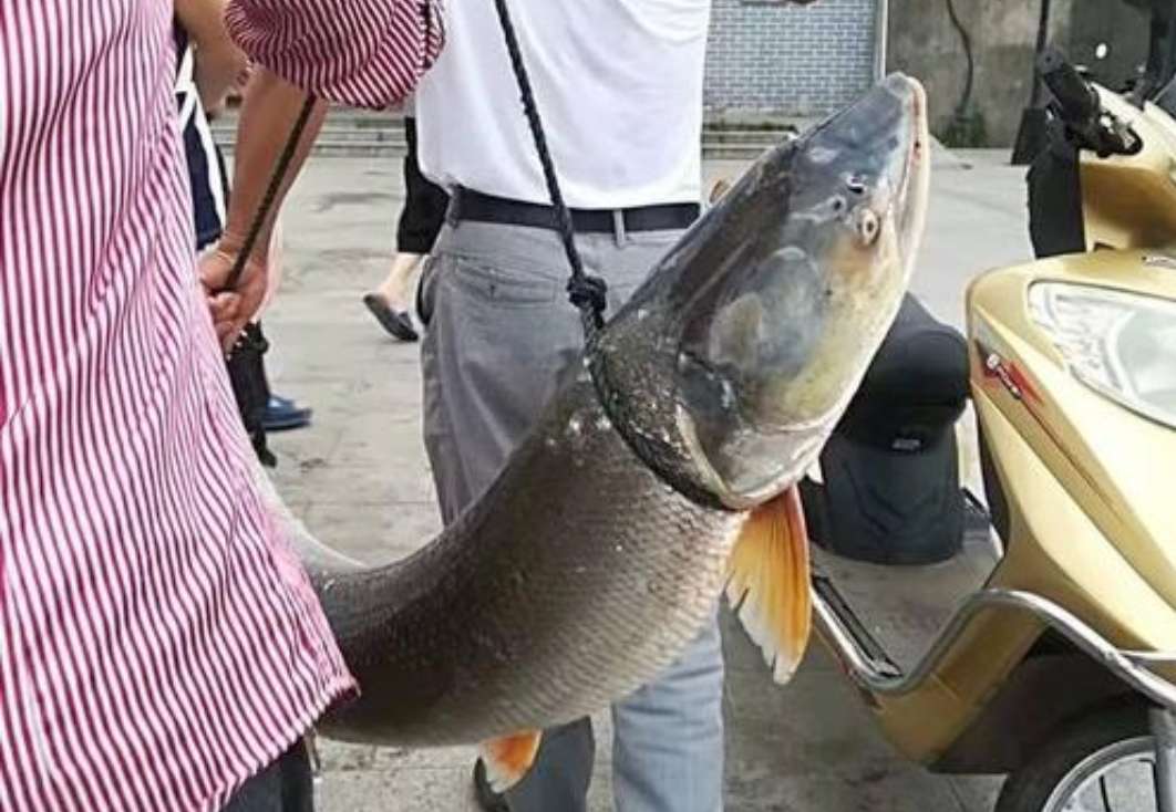 鳡鱼的营养价值(被称为水中老虎)