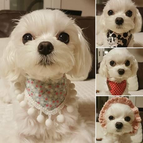 马尔济斯犬掉毛吗，马尔济斯掉毛吗（听我的，千万不要养马尔济斯）