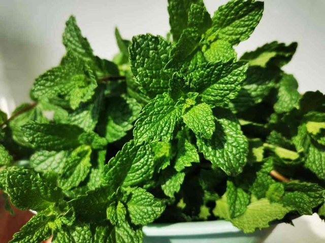 怎么辨认薄荷是不是可以食用，食用薄荷（1盆薄荷提神醒脑）