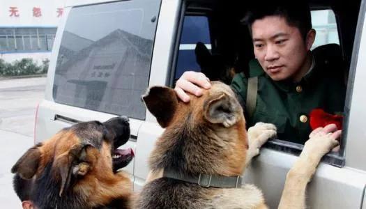 退役警犬多少钱一只 退役警犬有补助吗