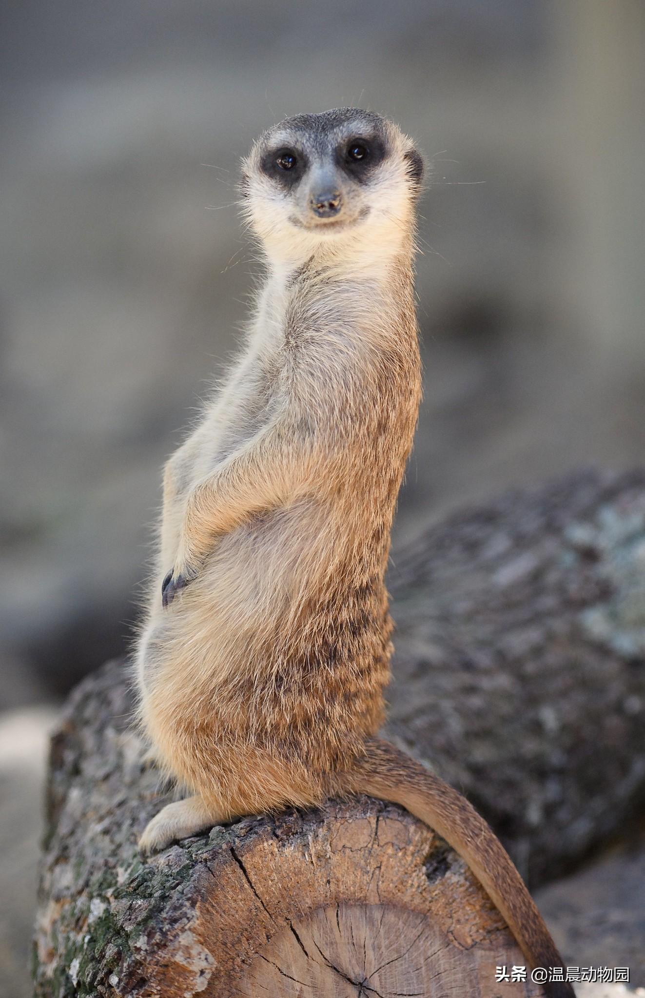 丁满是什么动物，丁满和彭彭是什么动物（细尾獴已然成为深受欢迎的新晋萌神）