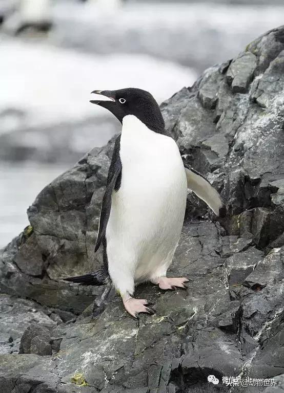 企鹅都有哪几种分别生活在哪里呢，企鹅都有哪些（详解世界上的18种企鹅<一>）