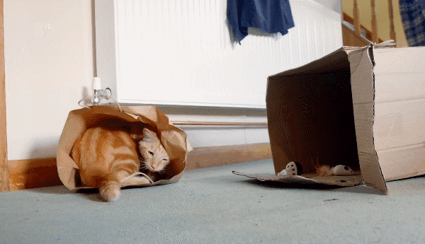千万别和养猫的男生谈恋爱