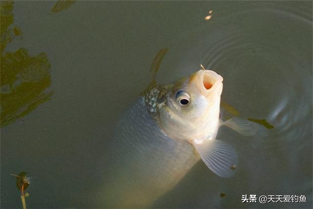 冬季钓鱼技巧 六个不钓教你在冬季如何钓鱼，冬季钓鱼技巧（冬季钓不到鱼未必是天冷）