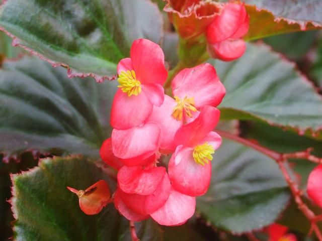 四季开花的植物，四季开花的6种植物（5种四季开花的植物）