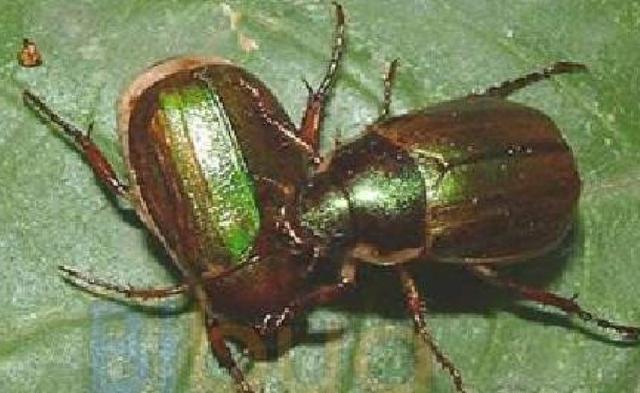 蛩（蛩蠊目），昆虫的分目概要（ひどい目にあった）