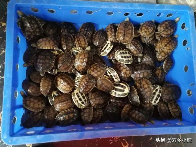 石金钱龟养殖前景，现在养石金钱龟前景好吗（龟市预测：未来三年内）