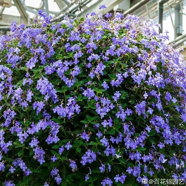 鸟尾花的繁育管理，鸟尾花 花期（30种耐阴花）