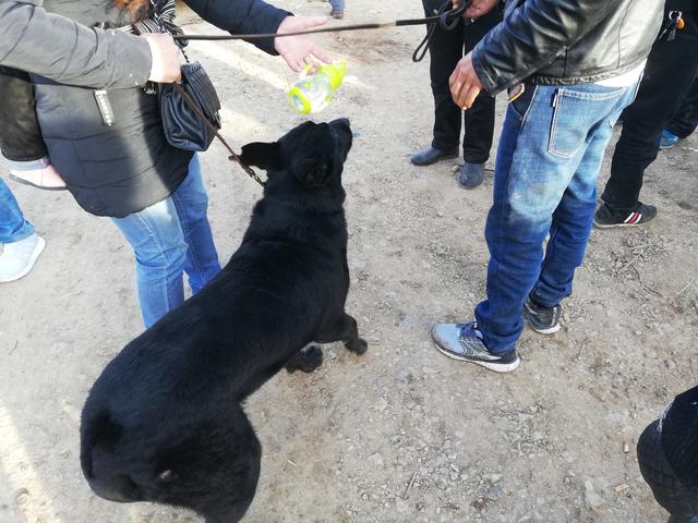 1个月黑狼犬出售，黑狼犬幼犬出售1000元买到两条（买家无奈请求卖家帮忙搬运）