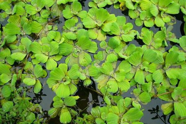 这10种花草水培长得更好，十大水养植物有哪些（也可以是浮水而生的“水白菜”）