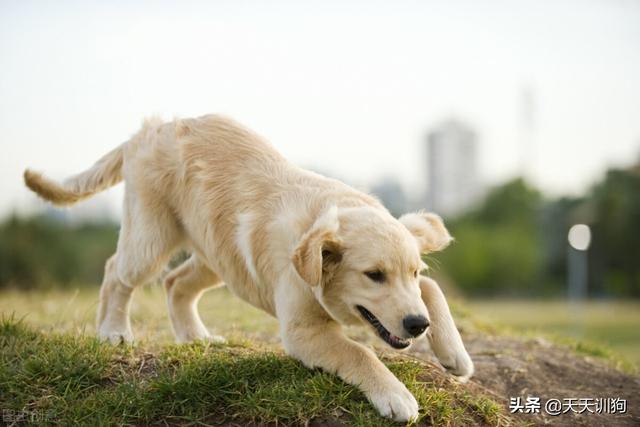 幼犬喂养的正确方法及注意事项，为什么新买的狗要关笼子七天（狗狗初次到家作为铲屎官应该怎么照顾它）