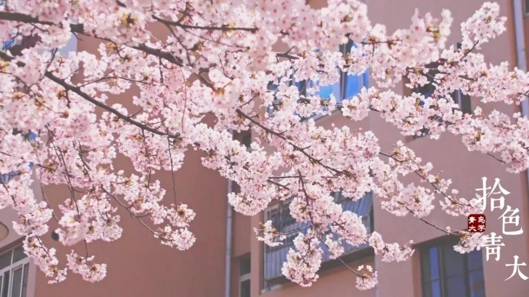 山东大学校花（高清曝光）