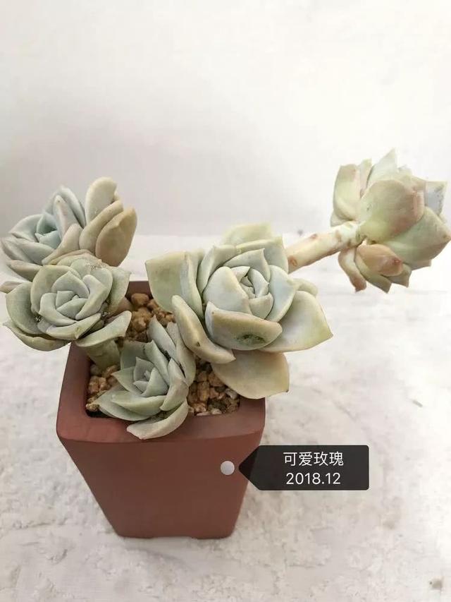 丸叶松绿怎么养，丸叶松绿的叶子可用来繁殖吗（养多肉，记名字，预防老年痴呆）